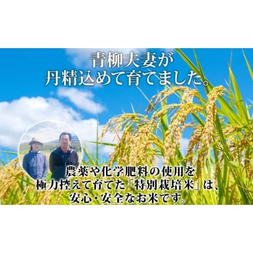 ふるさと納税 北海道 倶知安町 北海道 定期便 6ヵ月連続6回 令和5年産 令和5年産 倶知安町産 ゆめぴりか 特別栽培米 5kg 米 特A 精米 お米 道産米 ブランド米 …