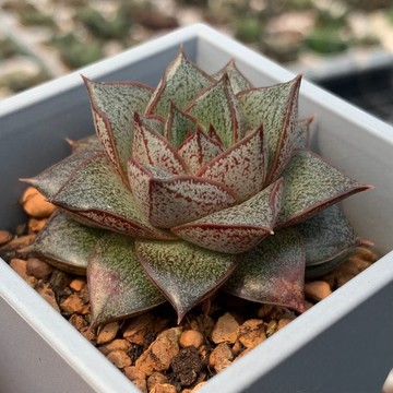 ［狂買園藝］ 多肉植物 大和錦 🇯🇵 景天科 /仙人掌/送禮小物/婚禮小物/