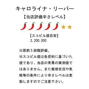 国産　激辛生唐辛子　キャロライナ・リーパー　冷凍品　250g