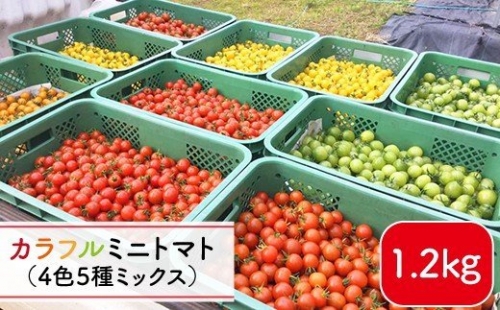 4色5種MIX カラフル ミニトマト 1.2kg 《りんたろうファーム》 [DAE001] トマト とまと ミニとまと 野菜 サラダ 常温 9000 9000円 9千円