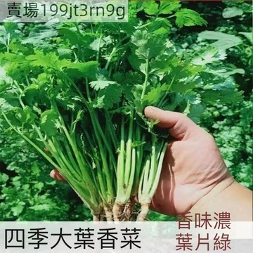 現貨芫荽籽種子（500粒） 香菜種子 農家盆栽蔬菜種子 大葉芫荽種籽 四季食用香菜籽 蔬菜種籽種孑 四季種植