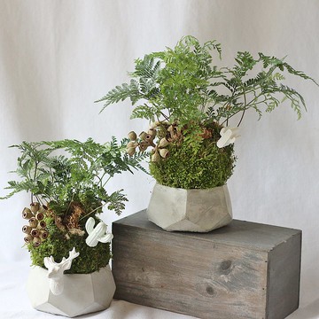 綠植星球/苔癬球+水泥盆+擴香石