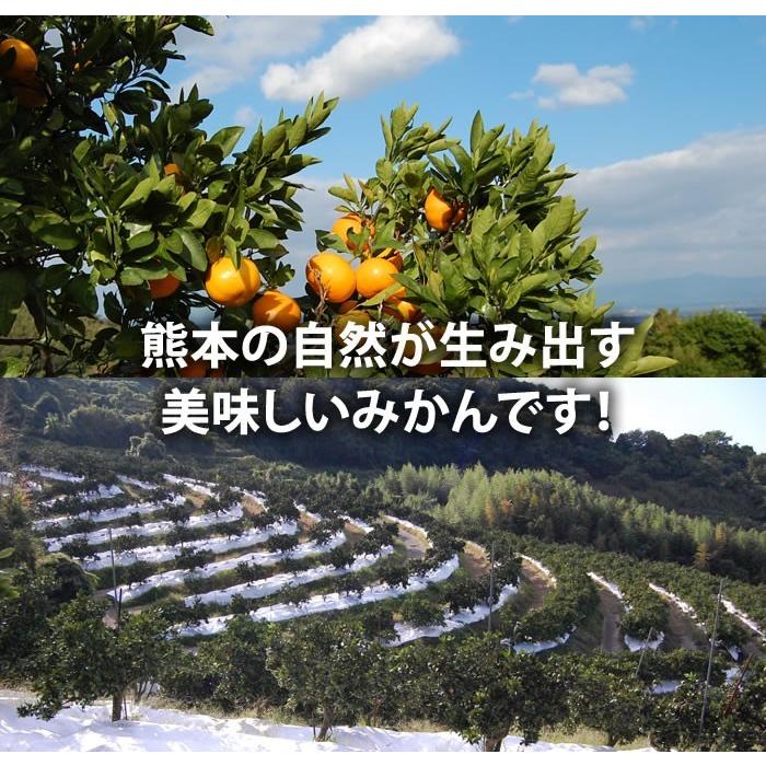 みかん 送料無料 10kg 訳あり 内容量9kg 補償分500g  規格外 サイズ不選別 熊本県産  温州 は大玉傾向 ミカン 蜜柑 ご自宅用 ポイント消化