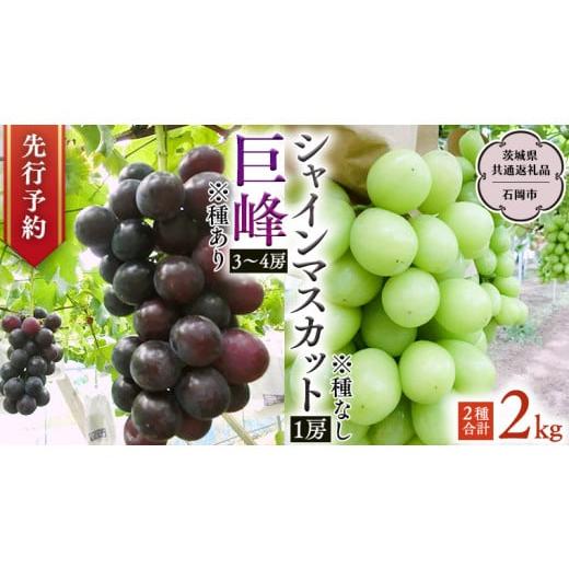 ふるさと納税 茨城県 桜川市  シャインマスカット＆巨峰セット 合計 約2kg (茨城県共通返礼品 石岡市） 開田ぶどう園 産地直送 フルーツ 甘い …