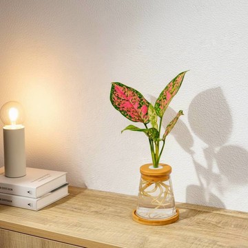 粗勒草 三角水耕盆栽 室內植物 觀葉植物 禮物 水培 辦公室小物