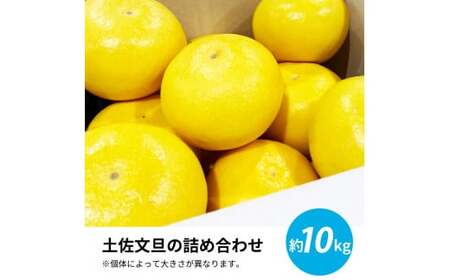 先行予約 土佐の柑橘 土佐文旦 10kg 詰め合わせ 文旦 ぶんたん 10キロ 柑橘 高知県 高知 返礼品 故郷納税 20000円 果物 くだもの フルーツ お取り寄せ 美味しい おいしい ギフト プレゼント 贈答品 贈り物 お歳暮 御歳暮 熨斗 のし 常温