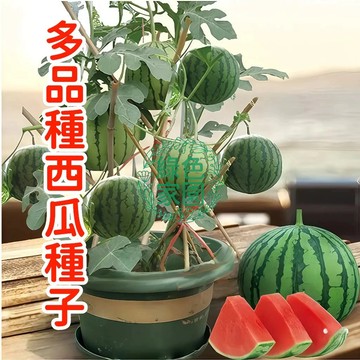 蝦皮熱銷【多品種西瓜種子】臺灣培育！爆甜多汁小西瓜種子，陽臺盆栽/庭院地栽皆宜，結果力強。輕鬆打造家庭果園，現貨發貨！