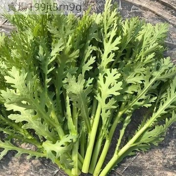 現貨🥬[新種茼蒿種子]（500粒）皇帝菜種籽小葉茼蒿種子3周即可收成 割完又長茼蒿菜種子 耐冷四季皇帝陽臺庭院花卉盆栽