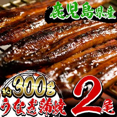 ふるさと納税 いちき串木野市 厳選!鹿児島県産うなぎ蒲焼2尾(約300g)