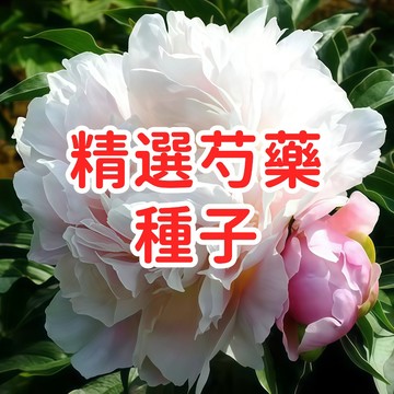 【精選芍藥種子】多年生觀賞花卉 庭院盆栽易種植 開花持久色彩豐富 適合台灣氣候 新手友善高發芽率花園造景優質種子包