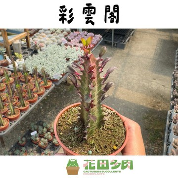 《花田多肉》🌵【彩雲閣】 3吋盆 多肉植物/大戟科/戶外植物