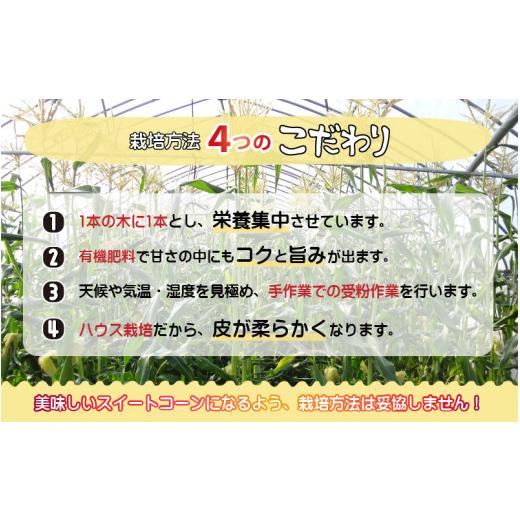 ふるさと納税 福井県 あわら市 朝採り スイートコーン 黄色 計10本 おおもの ／ ハウス栽培 低農薬 有機肥料 フルーツ並みの甘さ 甘い とうもろこ…