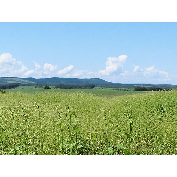 ダッタンそば（乾麺 200g）×5束 北海道産 韃靼そば