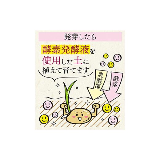 ふるさと納税 群馬県 富岡市 酵素発酵玄米900g×2