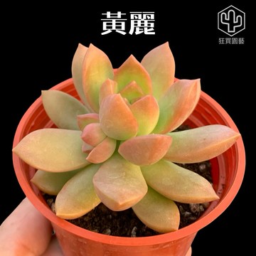 [狂買園藝] 多肉植物 黃麗 3寸盆 /仙人掌/小品盆栽/經典多肉/居家園藝