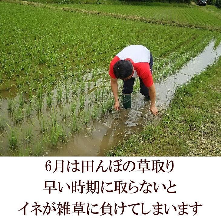 米　新米　店長が作ったお米　ひとめぼれ　5kg　天日干し　白米　玄米もOK　令和5年産米　送料無料　5キロ　天日乾燥　岩手県産　発送日当日精米