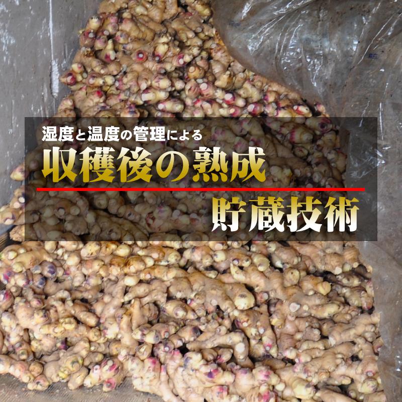 鳥取県産 熟成 生しょうが 4kg 茲矩(これのり)生姜 はらだ農産 産地直送 ショウガ ジンジャー