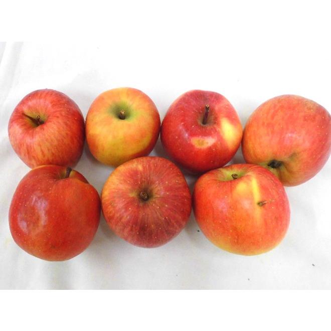 りんご 青森県 蜜だらけりんご ”こみつ” 訳あり 大きさおまかせ 約2kg こうとくりんご 送料無料