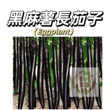 現貨（黑麻糬長茄種子QZ-18）新手易種~精選特優品種，口感軟嫩細緻高發芽率蔬菜種子#果菜茄子種子