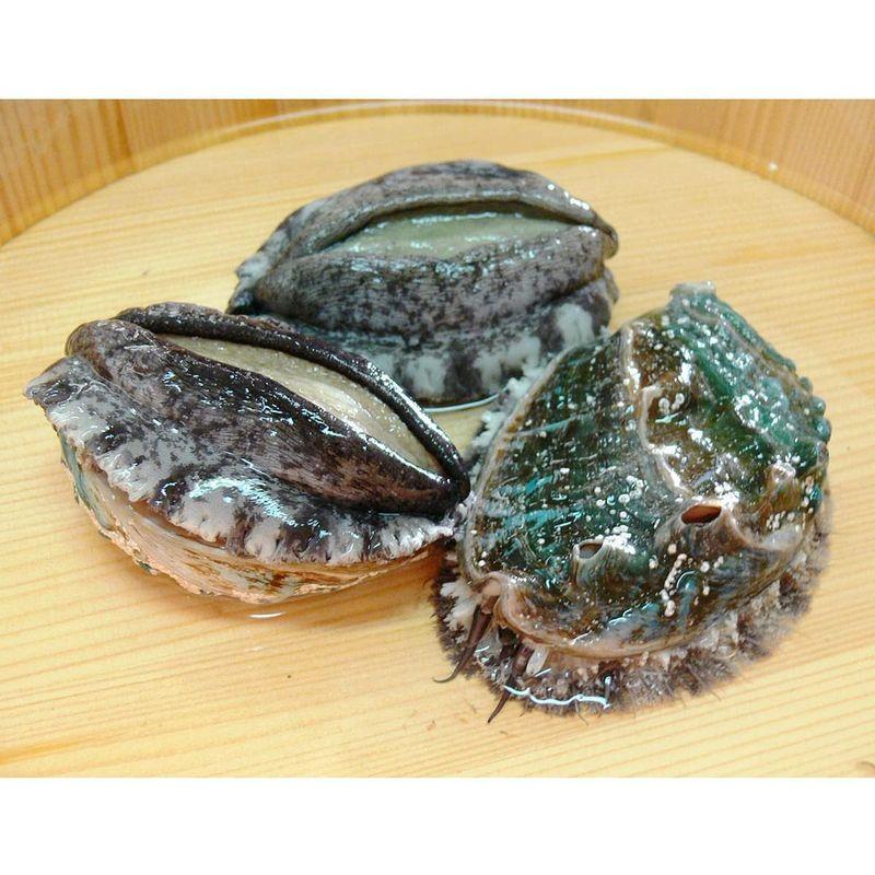 紀州アワビ むき身 600g 約300g×2 アワビ 国産 貝類 冷凍 海鮮 簡単 殻なし 和歌山産