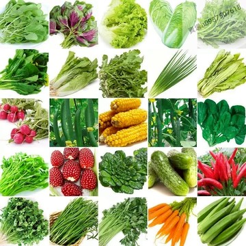 現貨 蔬菜種子大全 四季播種蔬菜種子 陽臺庭院種植菜盆栽種子 蔬菜速生五十天可生長可多次採摘 家庭蔬菜種子雞毛菜 番茄種