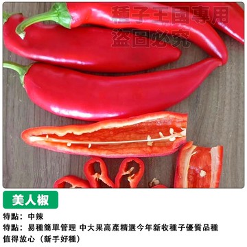 美人椒種子  高產大果型（中辣）大紅辣椒~農家常見蔬菜種子辣椒種子 陽台菜園 自種自吃 調味香料
