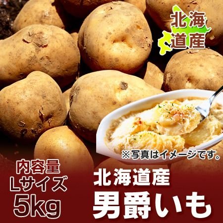 じゃがいも 北海道 男爵いも 北海道産 じゃがいも 男爵いも 5kg Lサイズ だんしゃくいも 北海道 ジャガイモ 野菜 じゃがいも