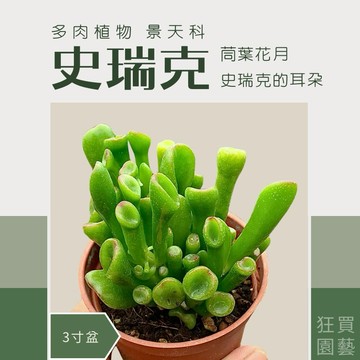 [狂買園藝] 多肉植物 史瑞克(筒葉花月、吸財樹) 3寸盆 /仙人掌/景天科/盆栽/送禮小物/婚禮小物