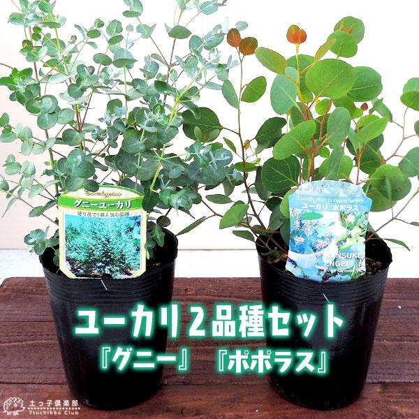 ポポラス商品です‼️ ユーカリ 2品種セット （ ポポラス ＆ グニー ） 10.5cmポット苗