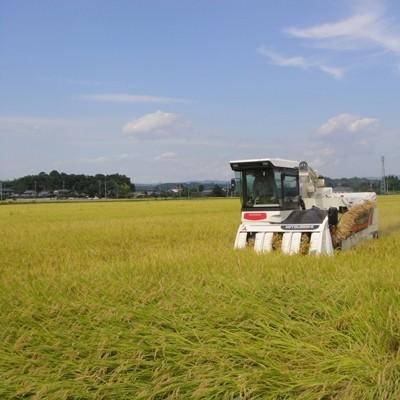 ふるさと納税 常陸太田市 黄門米特別栽培米コシヒカリ白米5kg×2袋