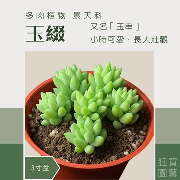 ［狂買園藝］多肉植物 玉綴(玉串) 3寸盆 景天科 /仙人掌/多肉組盆/送禮小物/婚禮小物