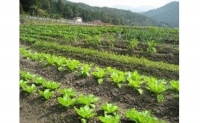 旬の野菜とお米のセット