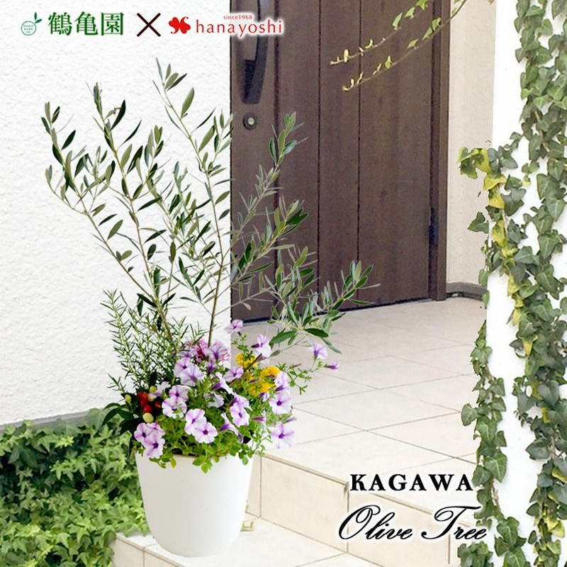 シンボルツリーの寄せ植え ホワイトポットでお届け 鶴亀園オリーブ 寄せ植え 鉢植え オリーブの木 オリーブ 観葉植物 インテリア ギフト 通販 Lineポイント最大0 5 Get Lineショッピング