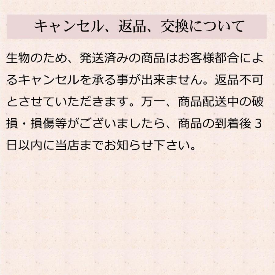 ギフト お歳暮 にも おでん 具が選べる 手づくり 河童のおでん 2〜3人前 セット 送料無料 和風だし