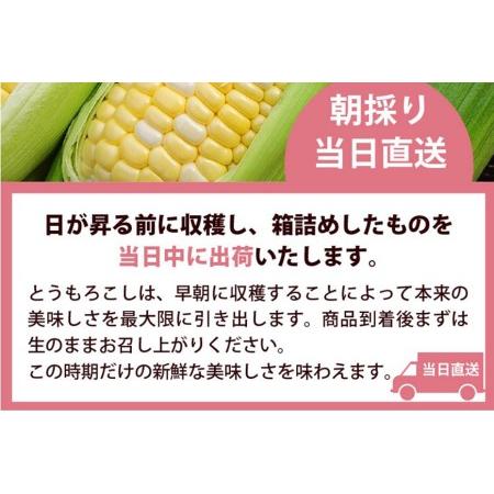 ふるさと納税 AE219 まるでフルーツのようなとうもろこし 約8kg  スイートコーン 長崎県島原市