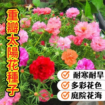 現貨現發【重瓣太陽花種子】  太陽花種籽 多彩花色 盆栽植物 陽台庭院觀花卉植物 耐寒耐旱  庭院花海 新手必備 易成活