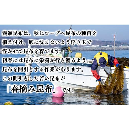 ふるさと納税 北海道 鹿部町 白口浜真昆布 春摘み 50g 真昆布 早摘み