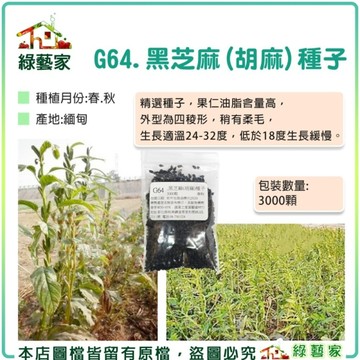 【綠藝家】G64.黑芝麻(胡麻)種子3000顆(果仁油脂含量高.外型為四稜形.稍有柔毛.低於18度生長緩慢)