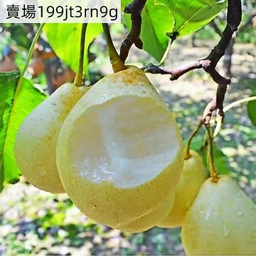 現貨 梨樹種子大全(100粒）多款梨樹水果種子 鴨梨種子酥梨樹種子香梨雪梨髮芽率高水果種子 高產 四季種植 超低價