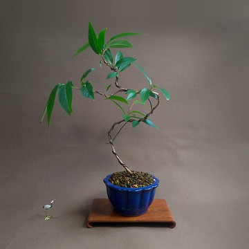 稀有臺灣霧社櫻 中品盆栽 Pinkoi 設計購物網站 Line購物