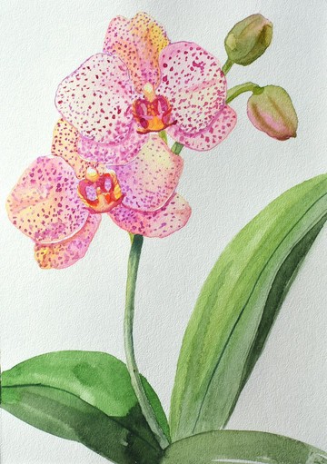 原始水彩蘭花藝術 13x18厘米 粉紅色花朵
