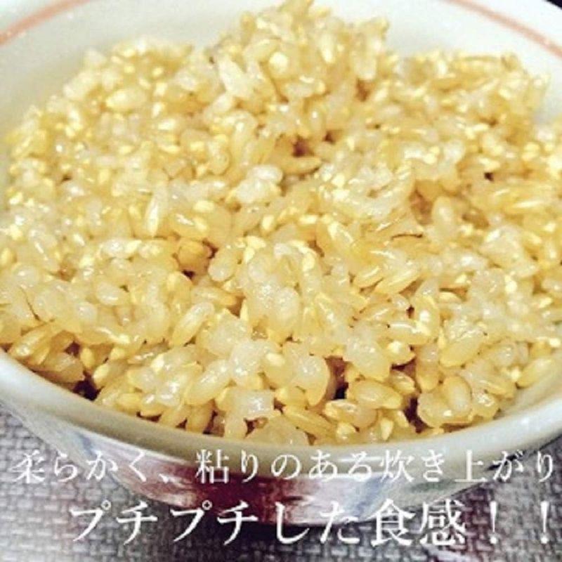 おくさま印 契約栽培 金のいぶき プレミアム玄米 パック ごはん 120g×12個