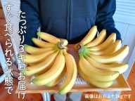 超希少!国産完熟バナナ(モッチリ系の品種)たっぷり3kg すぐ食べられる状態でお届け! ｜ 美浜町産 産地直送