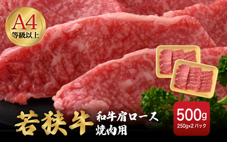 若狭牛 和牛肩ロース焼肉用 計500g（250g × 2パック）福井県産 肩ロースA4等級 以上を厳選！[e02-b009]