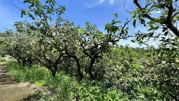 玉井沙子田3.8分農地(含水電資材室)｜台南市玉井區沙子田段