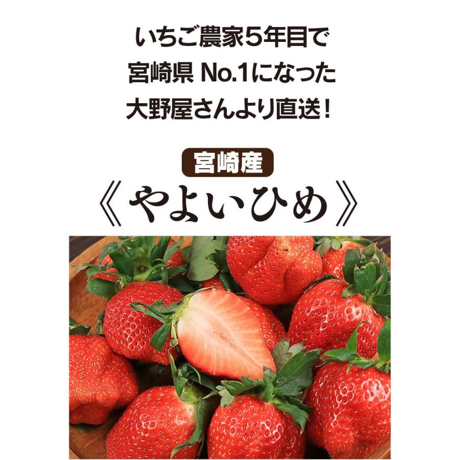 いちご 送料無料 やよいひめ 1パック イチゴ やよい姫 苺 宮崎産 ＜12月中旬より出荷予定＞ 農家直送 フルーツ 果物 大嶌屋（おおしまや）