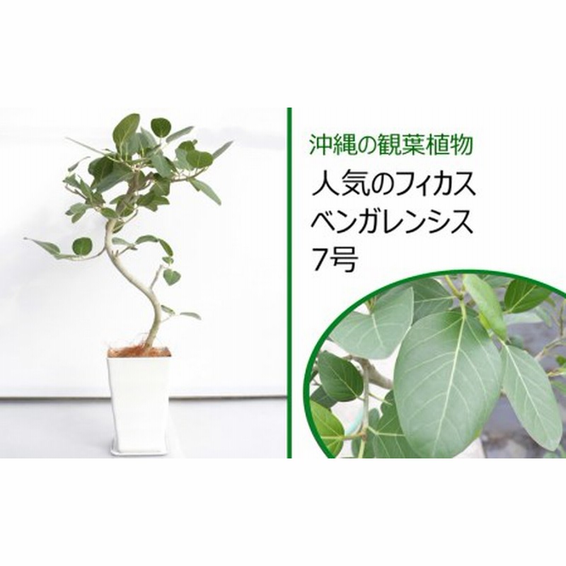ショッピングセール 沖縄の観葉植物 人気のフィカス ベンガレンシス 7号 A1358 クリアランス販売店 Gaplogexpress Com Br
