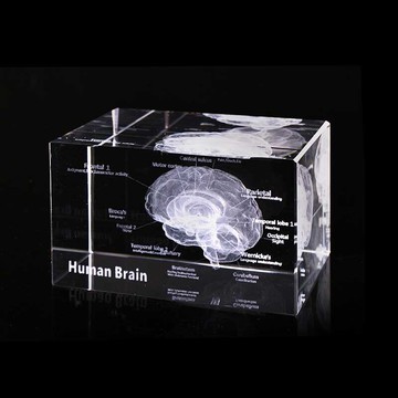 賽先生科學工廠透視大腦水晶紙鎮