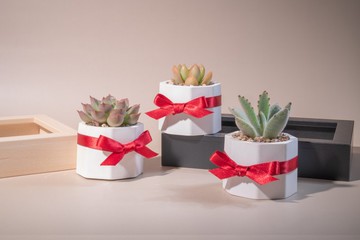 【新年首選限定】熱銷全台首創擴香石多肉植物_過年禮盒_(單個)