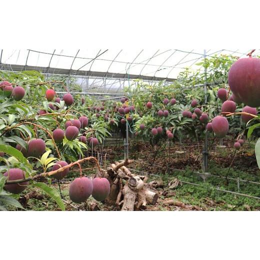 ふるさと納税 沖縄県 久米島町 久米島熱帯果樹園 極上完熟マンゴー1kg（2〜3玉）